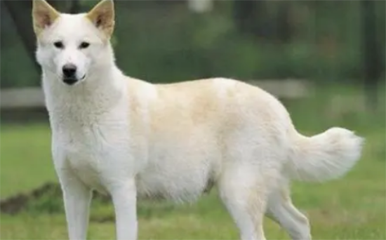 一文带你了解，卡南犬怎么洗澡？