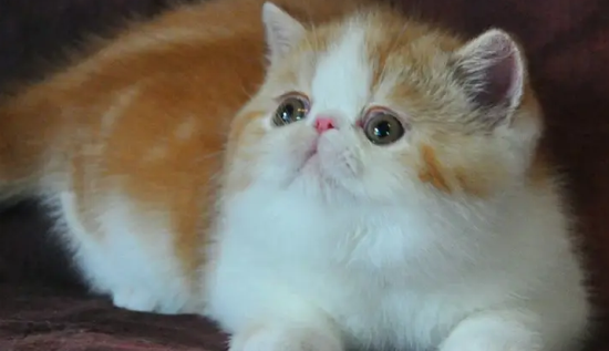 纯种加菲猫长什么样