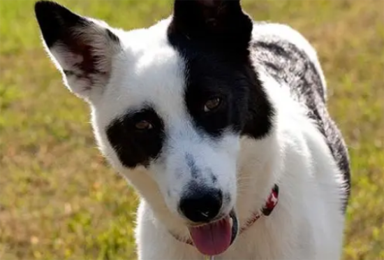 第一次养卡南犬，可以从这几点来挑选