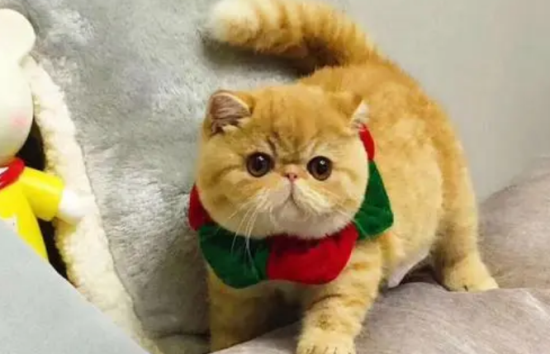 欧迪加菲猫真实图片
