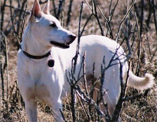 卡南犬怎么训练握手？一文告诉你！