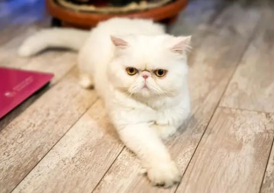 加菲猫好养吗