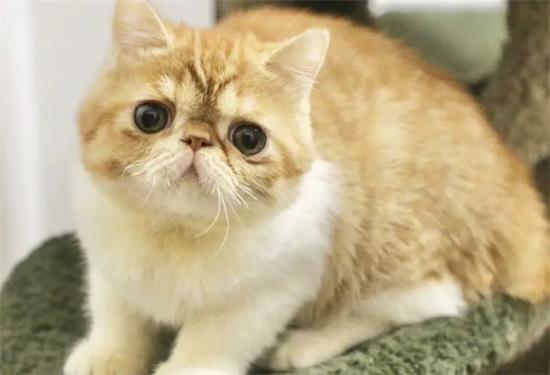 加菲猫怎么养才漂亮