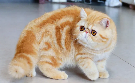 加菲猫价格多少钱一只