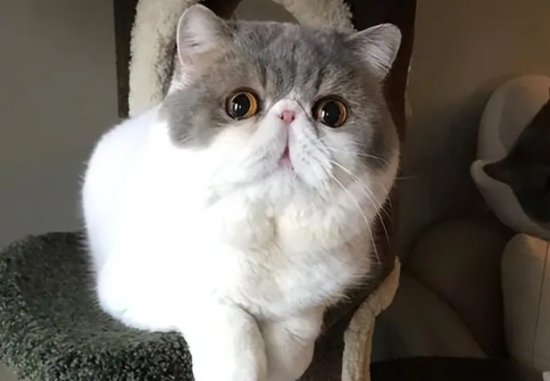 加菲猫品相评价标准