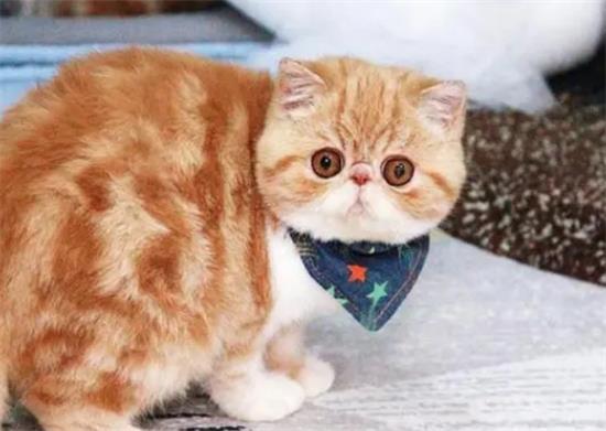 加菲猫又叫什么猫