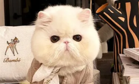 加菲猫的肚子很大是正常的吗?
