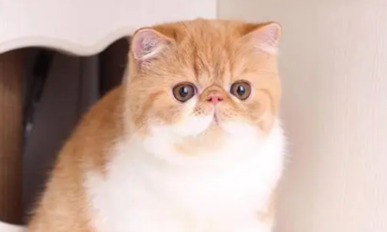 加菲猫眼屎多怎么办？