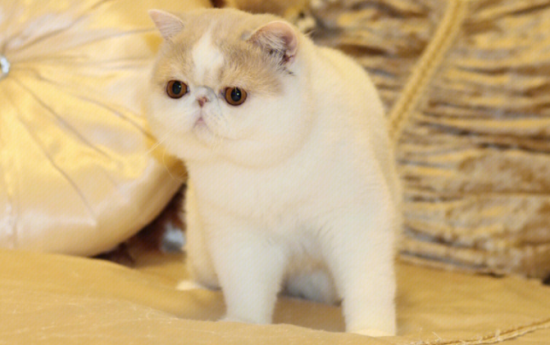 加菲猫智商相当于人几岁？来看一看吧