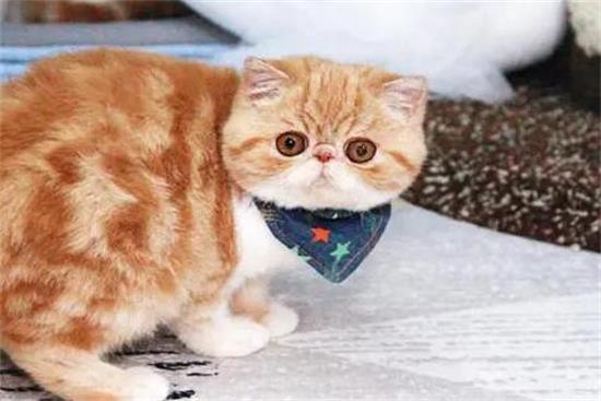 加菲猫一直流眼泪是怎么回事？可能是这些原因！(加菲猫为什么总是流眼泪?)