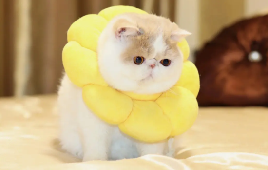加菲猫的肚子很大是正常的吗?是什么原因造成的?