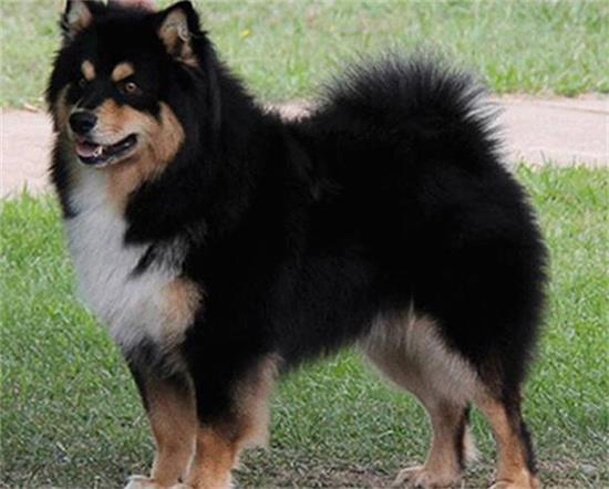 芬兰猎犬的养护常识，不适合在公寓饲养