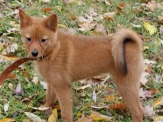 芬兰猎犬感冒、呕吐该怎么办？