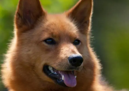 芬兰猎犬吃什么好 适当补充维生素和钙