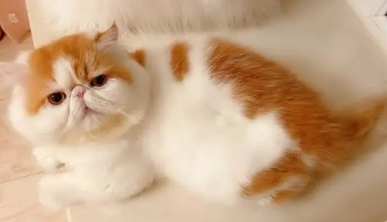 正宗加菲猫照片图片