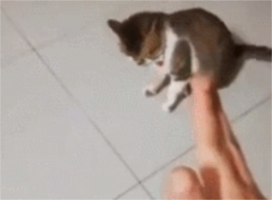 听到主人砰的一声，猫咪立马哀嚎着倒地，真是一只戏精猫