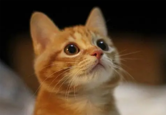 猫咪即将离世，小女孩抱着它温柔的唱歌：你不知道我有多爱你