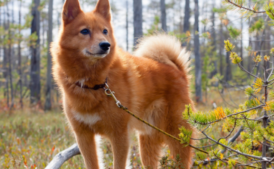 芬兰猎犬吃多了怎么办？试试这几种方法