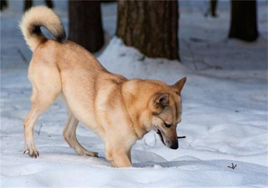 芬兰猎犬的日常护理？需备专用的食盘和水盘！