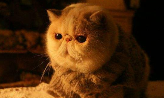 养加菲猫一年费用 | 养只宠物猫：“加菲猫”一年支出过万元