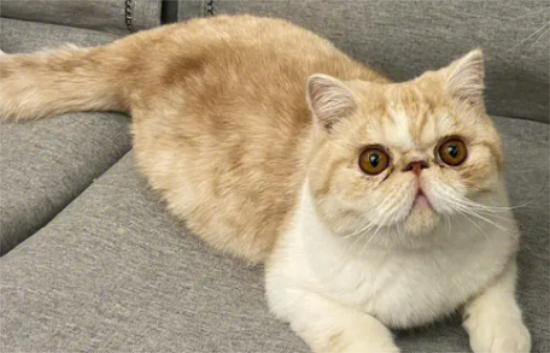 加菲猫为什么叫醒主人？快来看看吧~