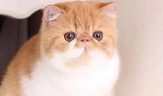 买一只加菲猫要多少钱