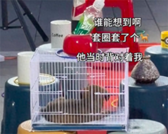 玩套圈套中了一只小狗，命中注定的缘分果断带回家