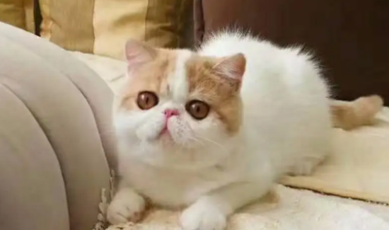 一文带你了解，加菲猫能与几种猫配种呢？