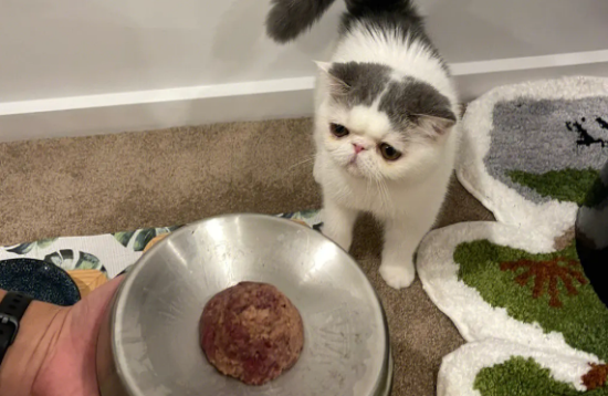 加菲猫怎么喂罐头？看完你就知道了