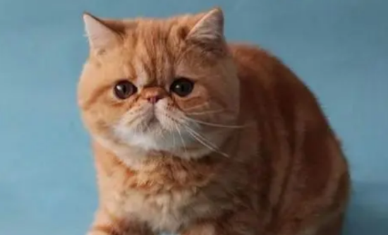 加菲猫眼睛发炎用氯霉素滴眼液效果好吗?
