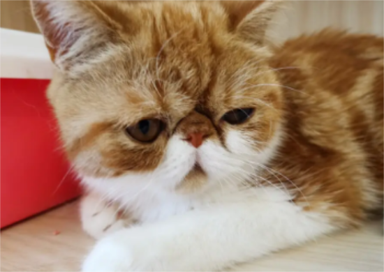 加菲猫为什么不粘人？这里可以了解~