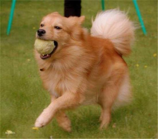 身份特殊的芬兰猎犬，原来长这样！