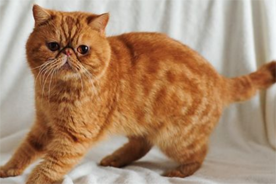 加菲猫生气怎么哄？一文教会你！