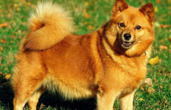芬兰猎犬好养吗？看看该犬的美容技巧