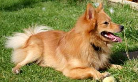 如何挑选到一条称心如意的芬兰猎犬