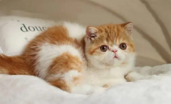 加菲猫的别名