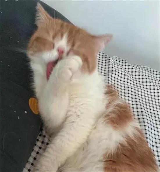加菲猫经常舔自己的爪子是洗手吗?是它洁癖吗?