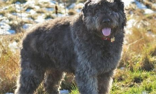 法兰德斯畜牧犬喜欢什么