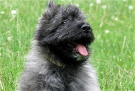 如何判断法兰德斯畜牧犬是否中暑？防治方法有哪些？
