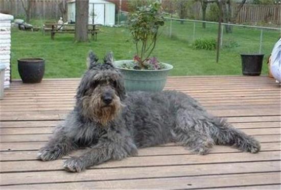 法兰德斯畜牧犬的寿命一般是多久