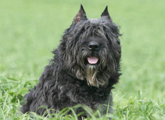 法兰德斯畜牧犬怎么选？首先看其精神状态