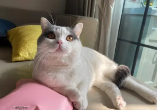 英短净梵猫多少钱一只