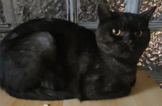 英短黑猫好养吗