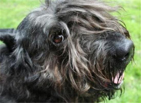 法兰德斯畜牧犬的体重大约是多少