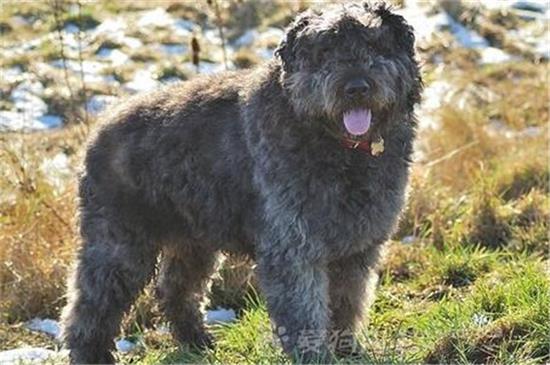 法兰德斯畜牧犬的原产地在哪里