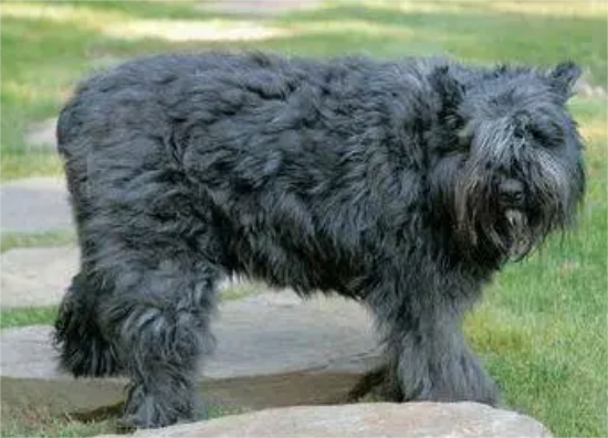 法兰德斯畜牧犬多少钱 1000至3000元之间
