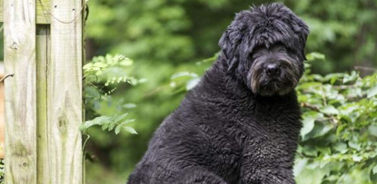 法兰德斯畜牧犬的喂食要点 多喂点蔬菜