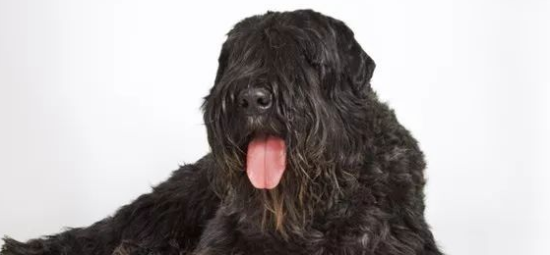 法兰德斯畜牧犬哪里卖？首先了解它的用途