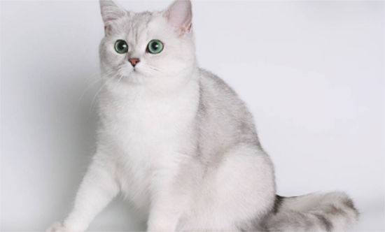 英短猫能听懂人话吗