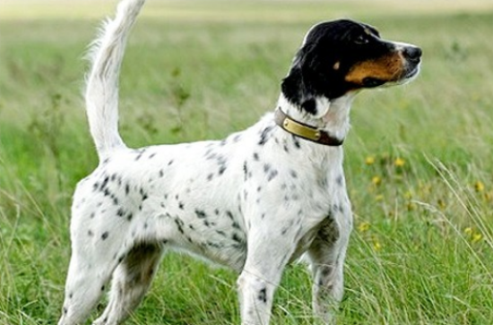 英国雪达犬发烧怎么办？处理方法是什么？